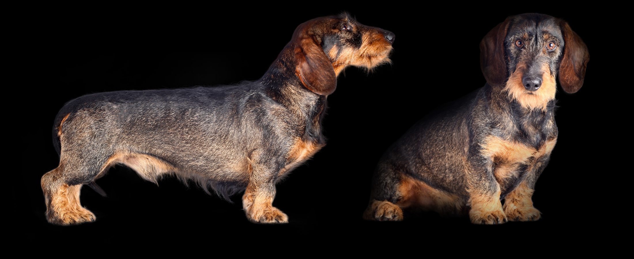 photo de chien teckel de David Strano photographe animalier